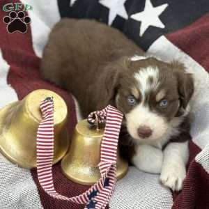 Cocoa, Australian Shepherd Puppy