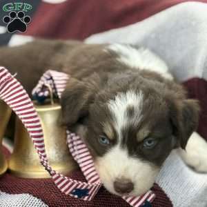 Cocoa, Australian Shepherd Puppy