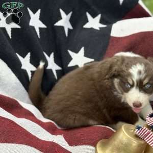 Cocoa, Australian Shepherd Puppy