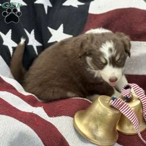 Cocoa, Australian Shepherd Puppy
