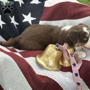 Cocoa, Australian Shepherd Puppy
