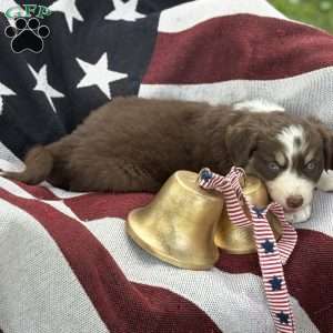 Cocoa, Australian Shepherd Puppy