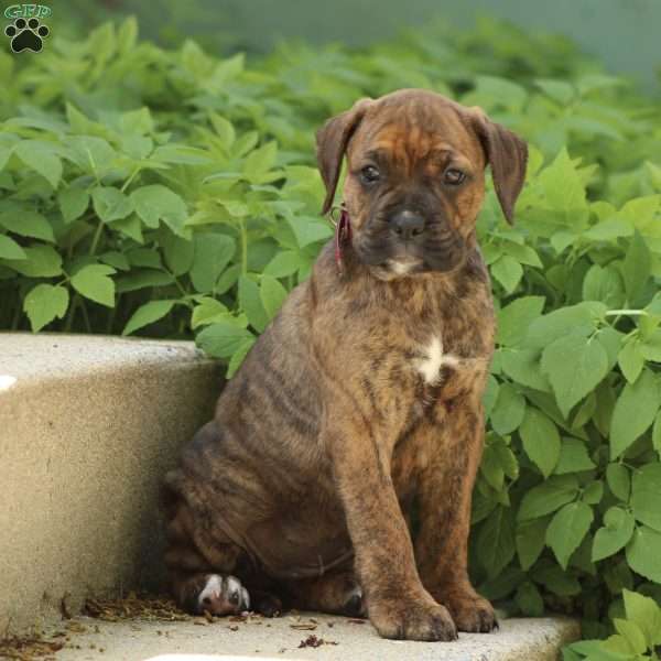 Ember, Boxer Mix Puppy
