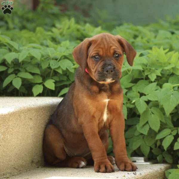Lexi, Boxer Mix Puppy