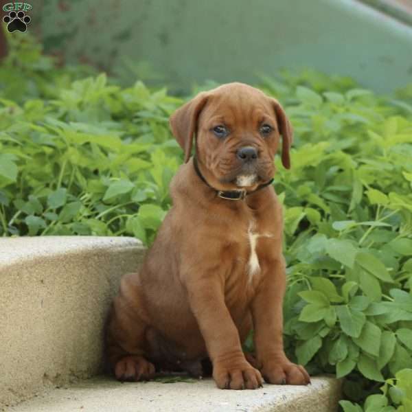 Bubba, Boxer Mix Puppy
