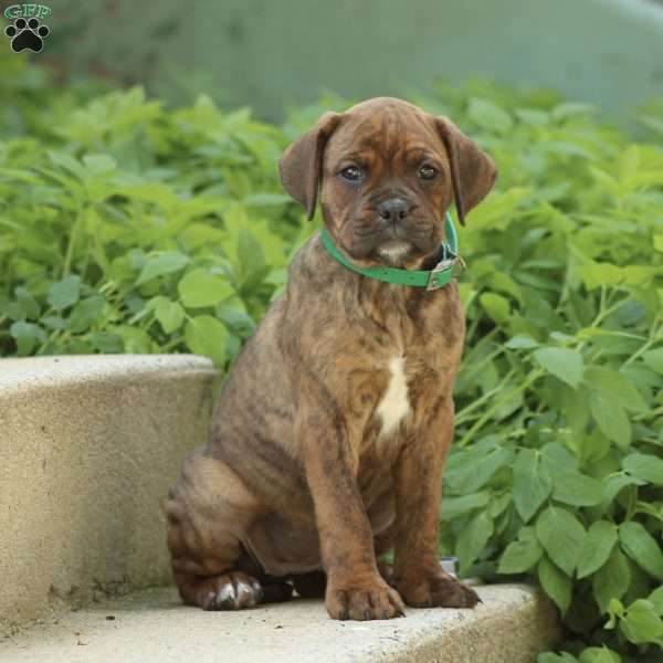 Ivy, Boxer Mix Puppy