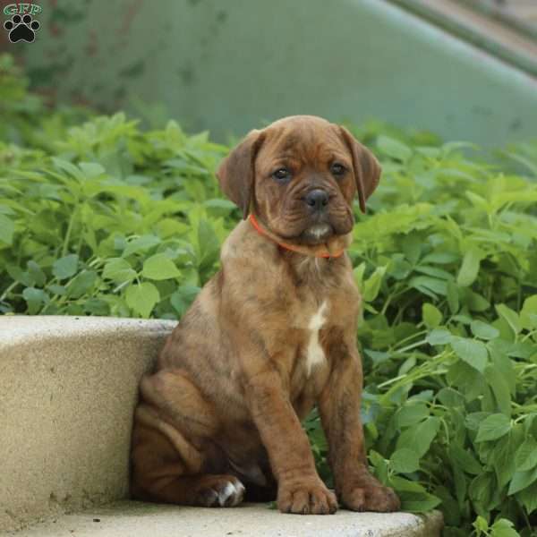Kingston, Boxer Mix Puppy