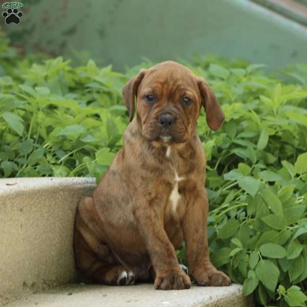 Jack, Boxer Mix Puppy