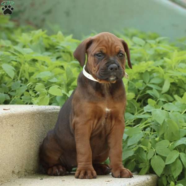 Nyla, Boxer Mix Puppy