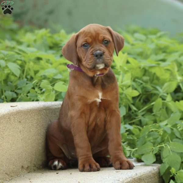 Abby, Boxer Mix Puppy
