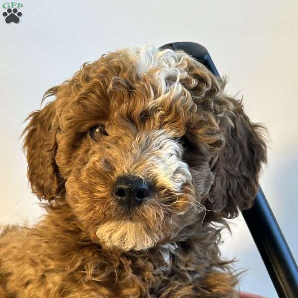 Chip, Mini Goldendoodle Puppy