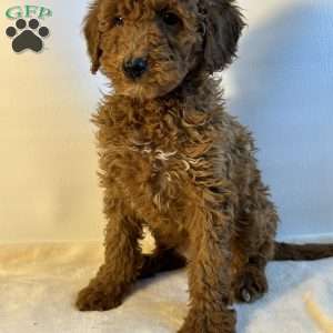 Nugget, Mini Goldendoodle Puppy