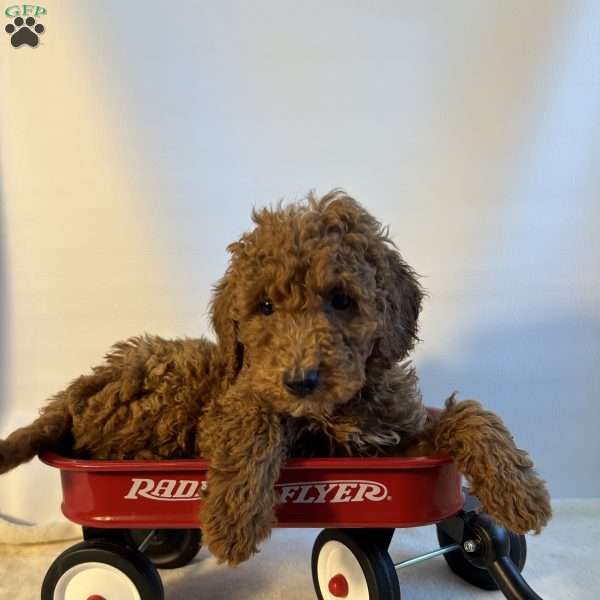 Nugget, Mini Goldendoodle Puppy