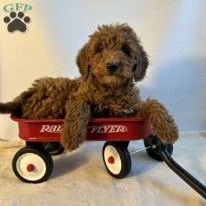 Nugget, Mini Goldendoodle Puppy