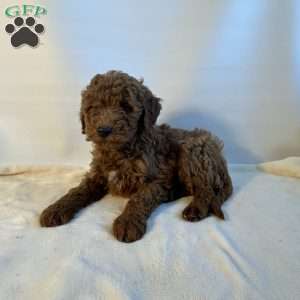 Speck, Mini Goldendoodle Puppy