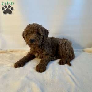Speck, Mini Goldendoodle Puppy