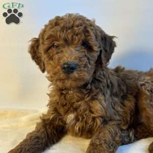 Speck, Mini Goldendoodle Puppy