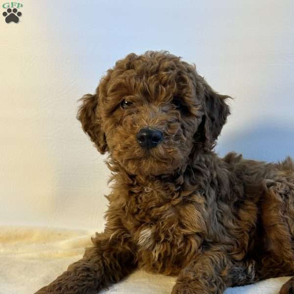 Speck, Mini Goldendoodle Puppy