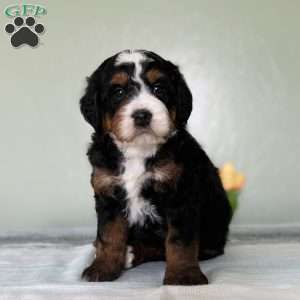Lake, Bernedoodle Puppy