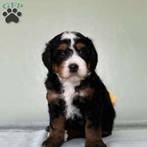 Lake, Bernedoodle Puppy