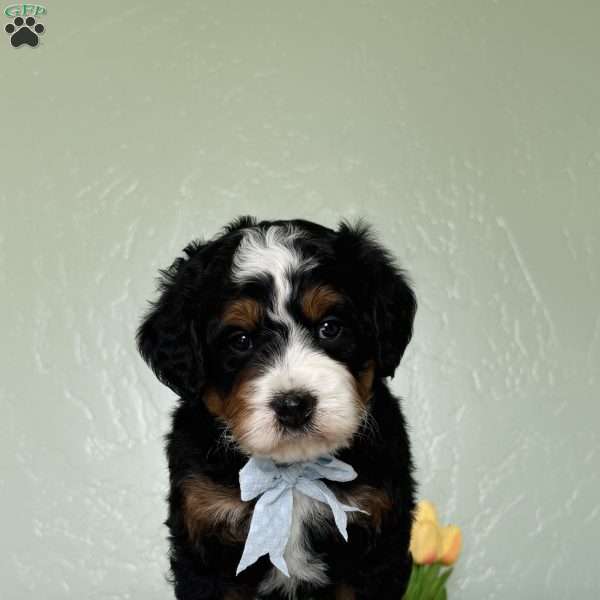 Lake, Bernedoodle Puppy