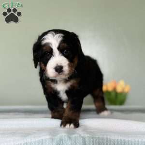 Liam, Bernedoodle Puppy