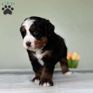Liam, Bernedoodle Puppy