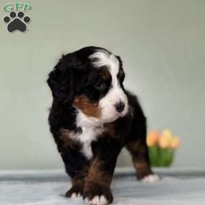 Liam, Bernedoodle Puppy