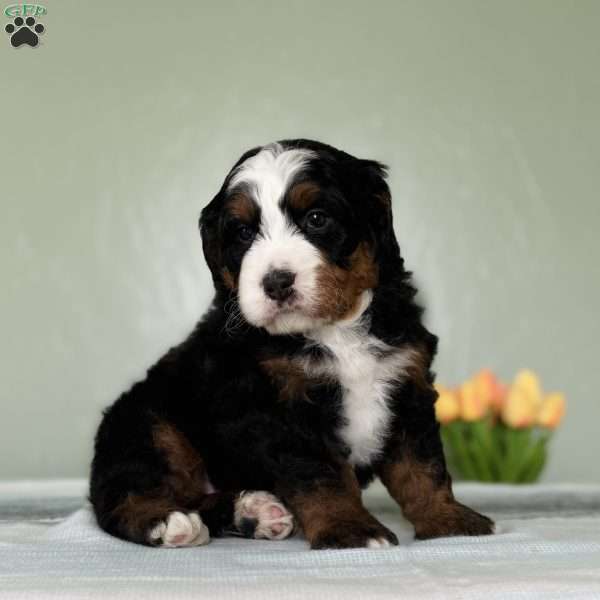 Liam, Bernedoodle Puppy