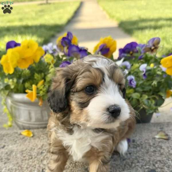 Cosmo, Mini Aussiedoodle Puppy