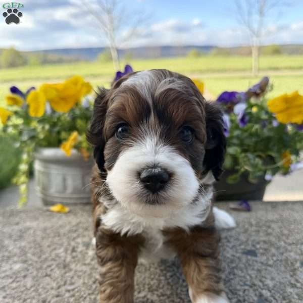 Luna, Mini Aussiedoodle Puppy