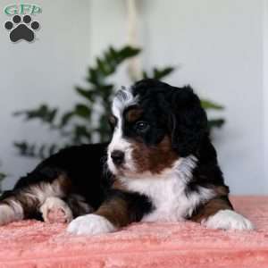 Lady, Bernedoodle Puppy