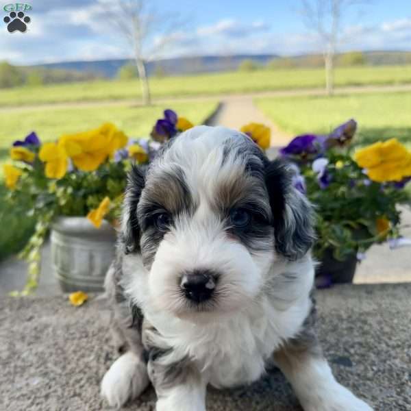 Bear, Mini Aussiedoodle Puppy