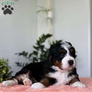 Lady, Bernedoodle Puppy