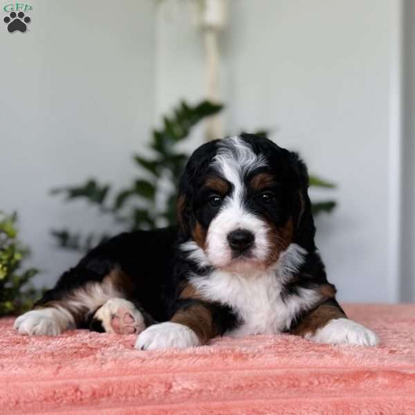 Lady, Bernedoodle Puppy