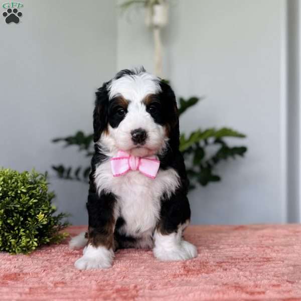 Lori, Bernedoodle Puppy