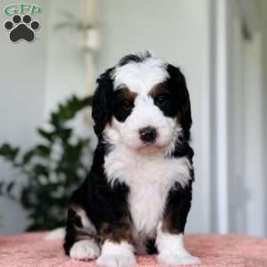 Lori, Bernedoodle Puppy