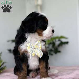 Luna, Bernedoodle Puppy