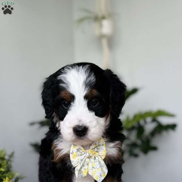 Luna, Bernedoodle Puppy