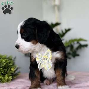 Luna, Bernedoodle Puppy