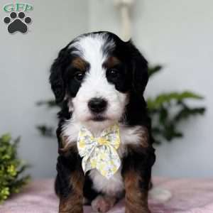 Luna, Bernedoodle Puppy