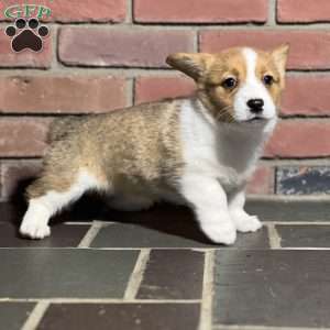 Sandy, Pembroke Welsh Corgi Puppy