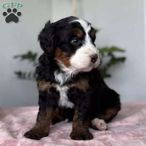 Lucy, Bernedoodle Puppy