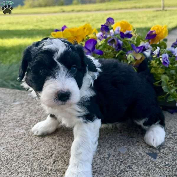 Atlas, Mini Aussiedoodle Puppy