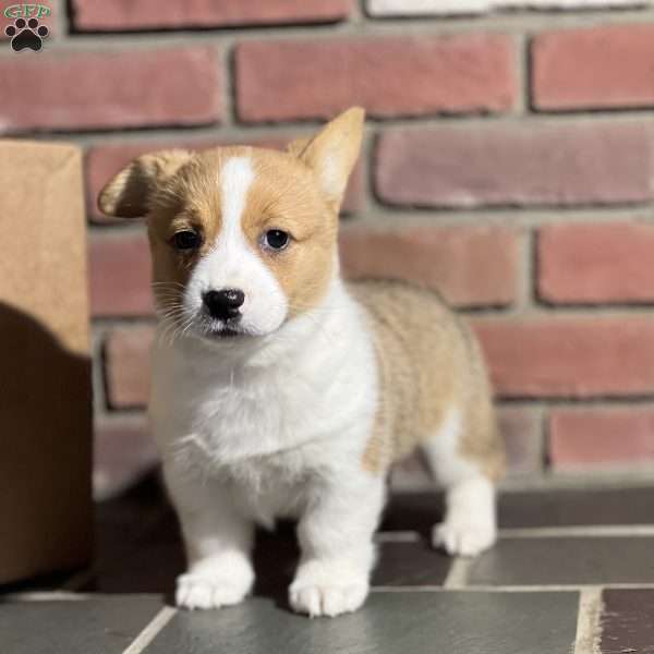 Sandy, Pembroke Welsh Corgi Puppy