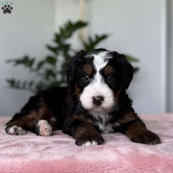 Lucy, Bernedoodle Puppy