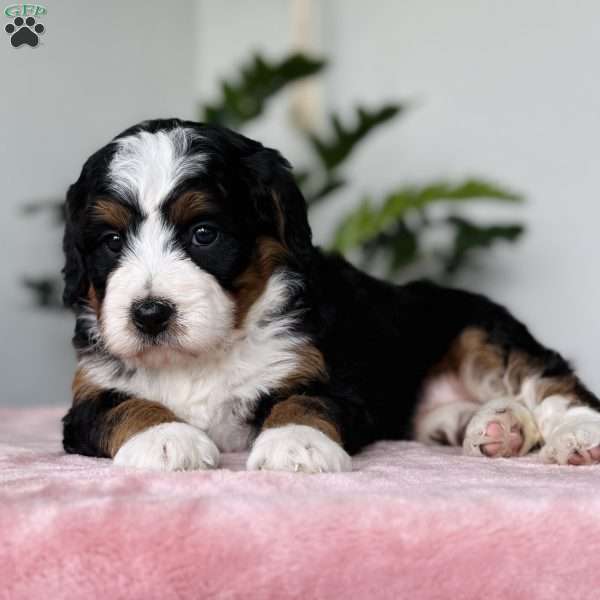 Lexi, Bernedoodle Puppy