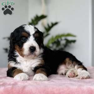 Lexi, Bernedoodle Puppy