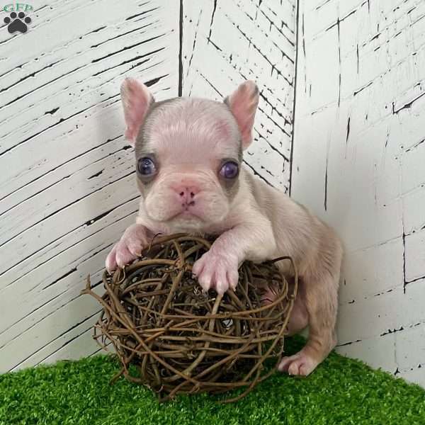 Benson, French Bulldog Puppy