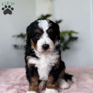 Lexi, Bernedoodle Puppy